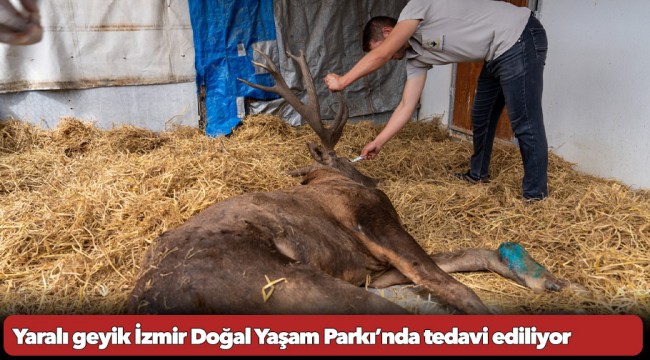 Yaralı geyik İzmir Doğal Yaşam Parkı’nda tedavi ediliyor