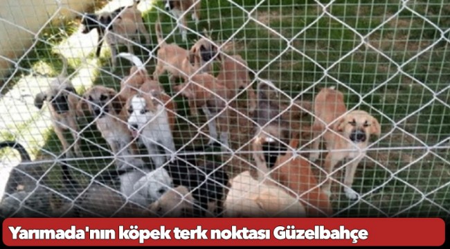 Yarımada'nın köpek terk noktası Güzelbahçe