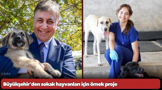 Büyükşehir’den sokak hayvanları için örnek proje