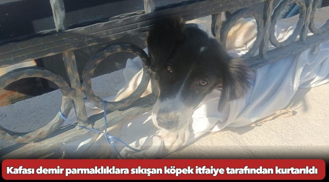 Kafası demir parmaklıklara sıkışan köpek itfaiye tarafından kurtarıldı