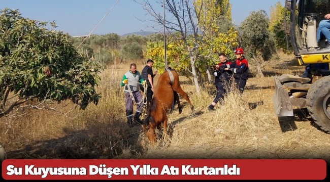 Su Kuyusuna Düşen Yılkı Atı Kurtarıldı