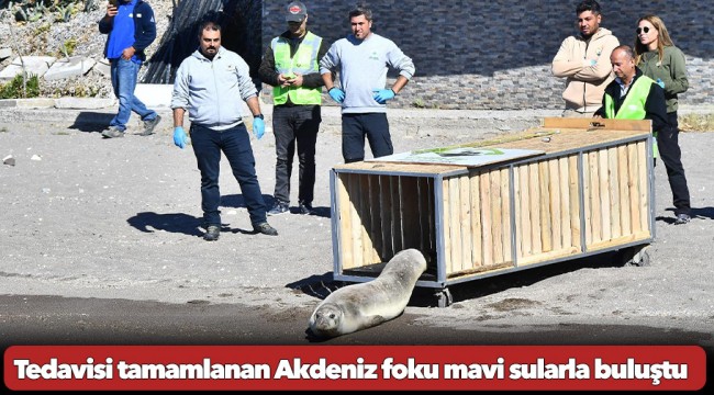 Tedavisi tamamlanan Akdeniz foku mavi sularla buluştu