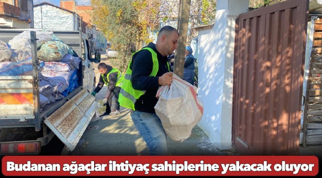 Budanan ağaçlar ihtiyaç sahiplerine yakacak oluyor