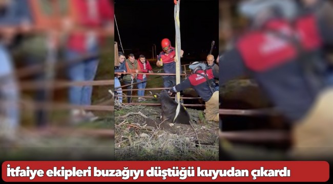 İtfaiye ekipleri buzağıyı düştüğü kuyudan çıkardı