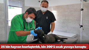 25 bin hayvan kısırlaştırıldı, bin 200’ü sıcak yuvaya kavuştu 