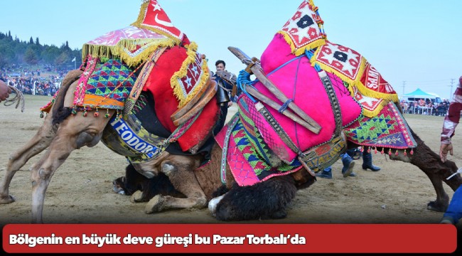 Bölgenin en büyük deve güreşi bu Pazar Torbalı’da