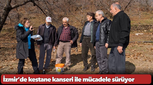 İzmir’de kestane kanseri ile mücadele sürüyor 