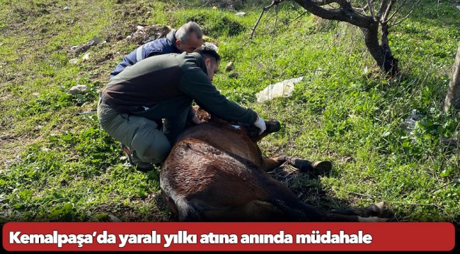 Kemalpaşa’da yaralı yılkı atına anında müdahale